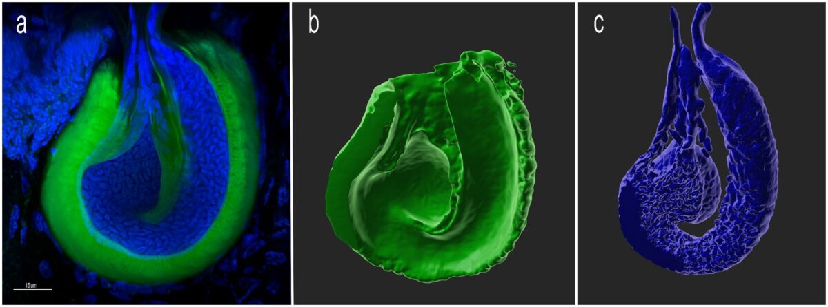 Confocal Image of female harvester spermatheca (sexual organ) from a publication by undergraduate student Zulekha Karachiwalla who worked with Dr. Mercedes Burns and Dr.…